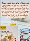 پک دوتایی پودر جوانه گندم وین استار اورجینال