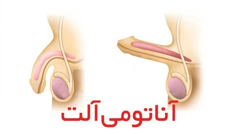 برای بهبود کیفیت روابط زناشویی؛ تقویتکننده و مکمل گیاهی ویژه آقایان و بانوان