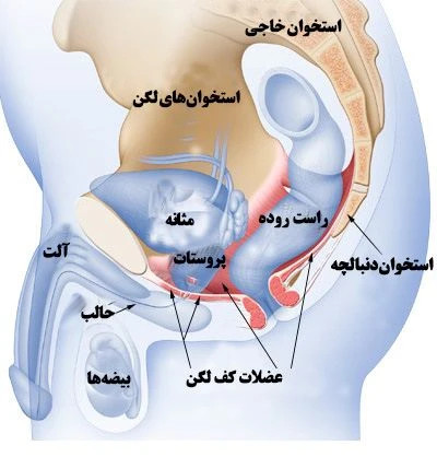 تجربهای متفاوت از انرژی و سلامت جنسی